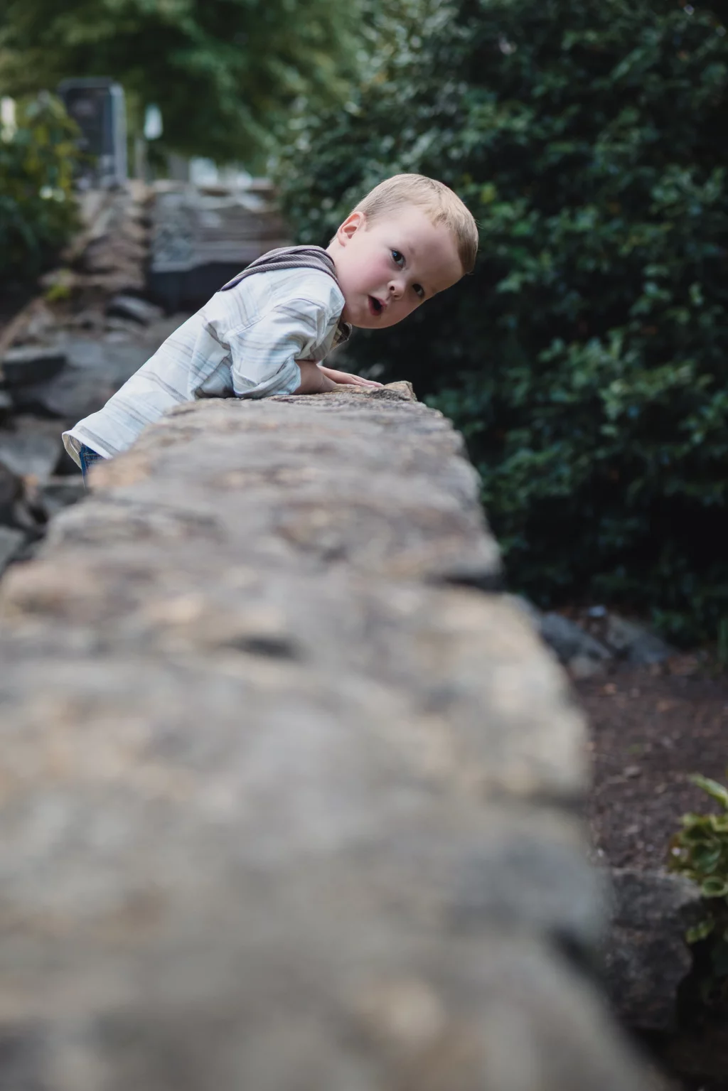 Family session at the Rock Quarry Garden.: Young child leaning over a moss-covered stone wall in a wooded garden, looking toward the camera.