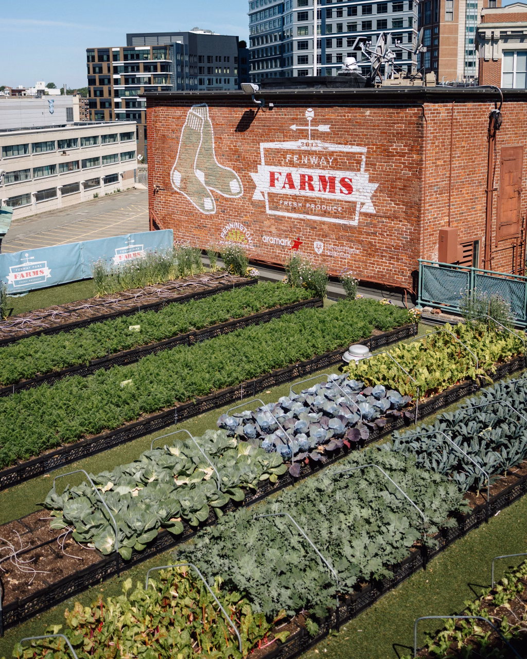 : Rows of leafy vegetables growing in raised beds on a rooftop farm, with a brick wall in the background displaying a mural that reads "Fenway Farms Fresh Produce" and features a pair of white socks.