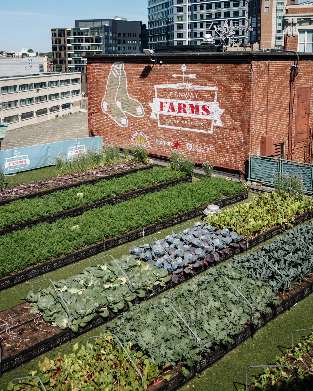 : Rows of leafy vegetables growing in raised beds on a rooftop farm, with a brick wall in the background displaying a mural that reads "Fenway Farms Fresh Produce" and features a pair of white socks.